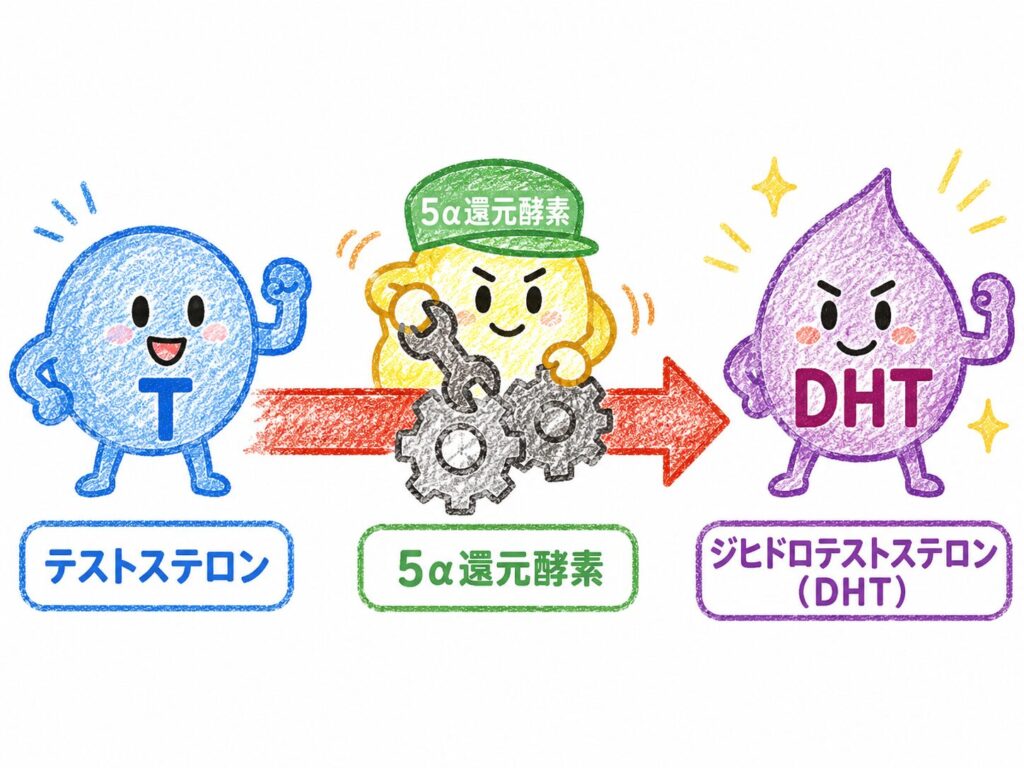 テストステロンが5α還元酵素によってジヒドロテストステロン(DHT)に変換